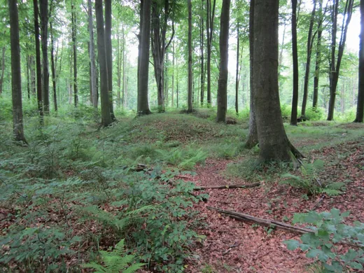 'Százhalom halomsírok ' cikk borítóképe