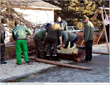 IX. Bakonybéli Hagyományőrző Falusi Disznóvágás