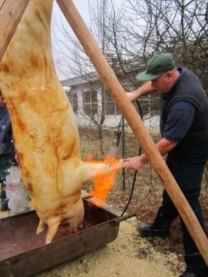 Fotók a disznóvágásról