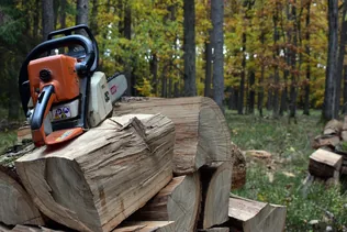 Felhívás veszélyes fák kitermelése borítóképe