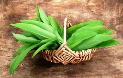 Medvehagymás Nap borítóképe