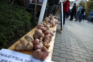 Pityóka Party, kora délután Fotó: BakonyiHirek 