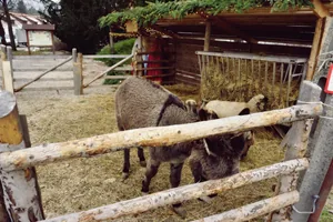 Betlehem 2019 Fotó: Nagy Ferenc