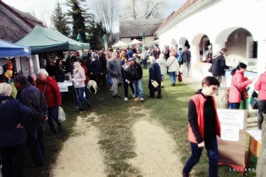 12. Medvehagymás napok