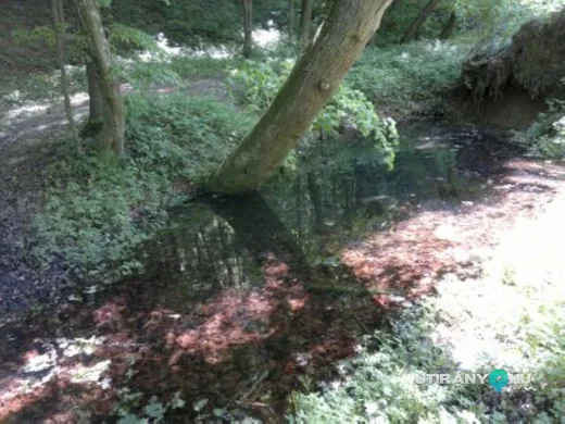 'Tiszta-víz-forrás' cikk borítóképe