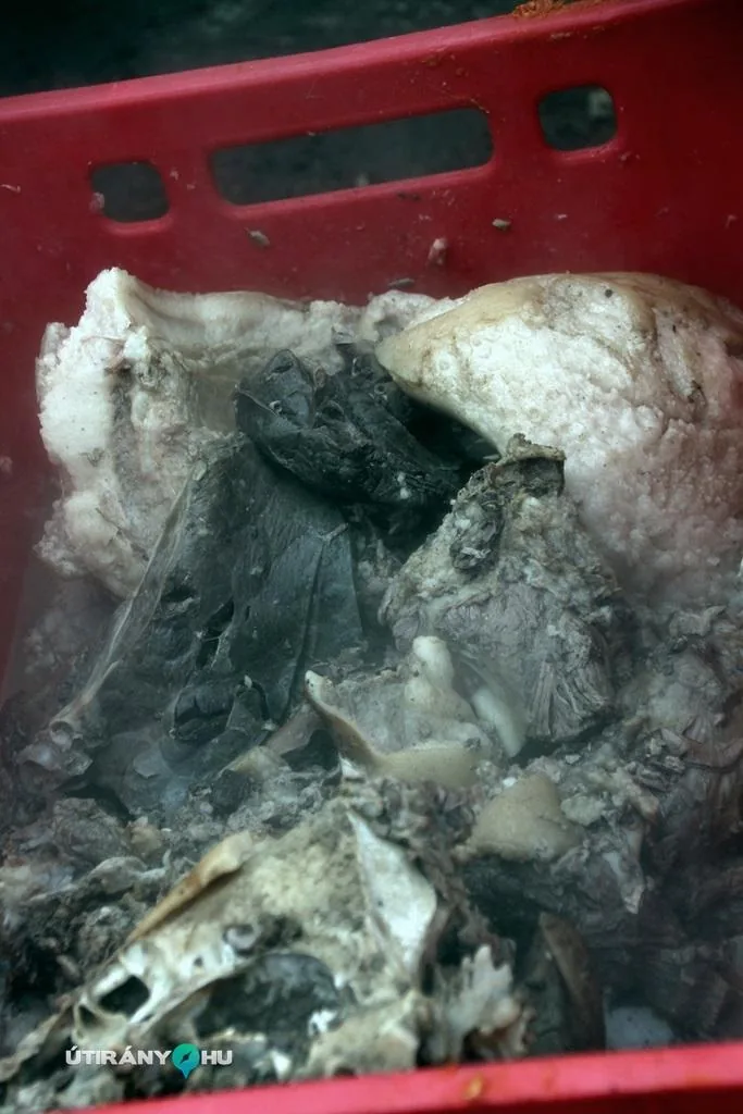 6. Falusi disznóvágás / Fotók: Útirány.hu