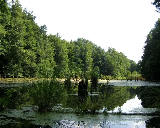 'Bakonyi Gyilkos-tó (Hubertlaki-tó)' cikk borítóképe