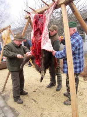 Fotók a disznóvágásról