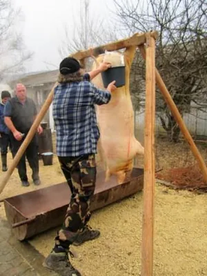 Fotók a disznóvágásról