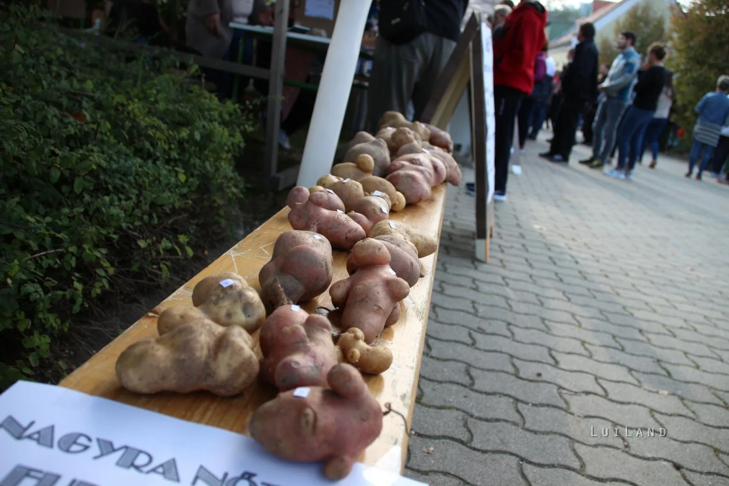 Pityóka Party, kora délután Fotó: BakonyiHirek 