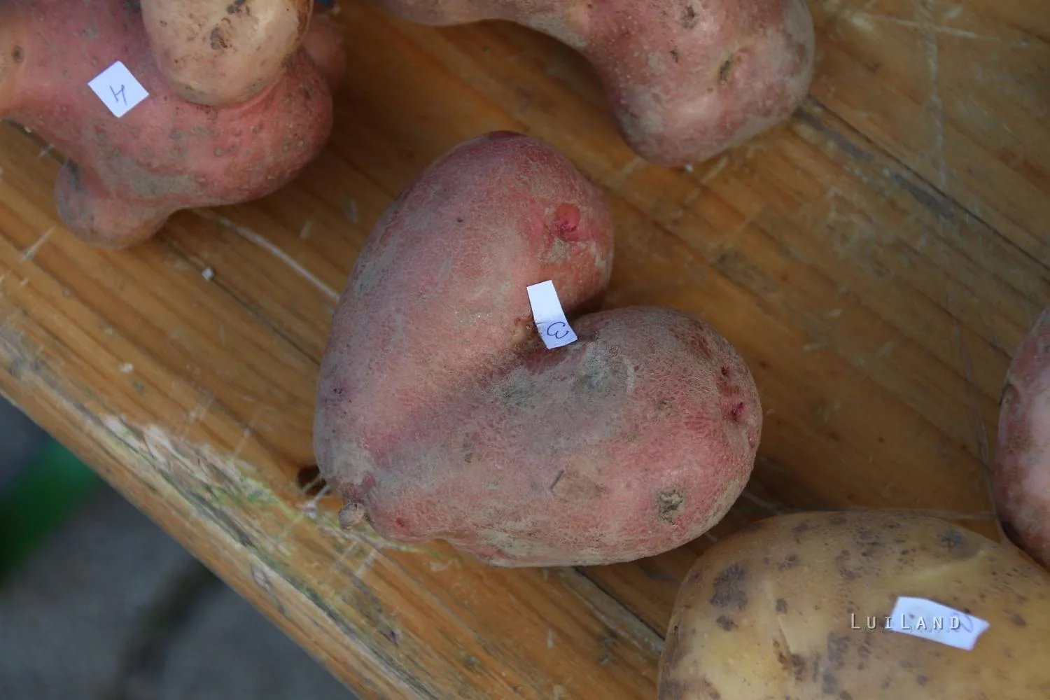 Pityóka Party, kora délután Fotó: BakonyiHirek 