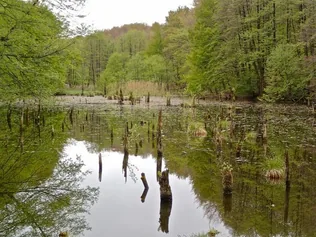 Misztikus látványt nyújt a Bakonyi Gyilkos-Tó borítóképe