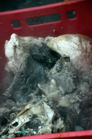 6. Falusi disznóvágás / Fotók: Útirány.hu