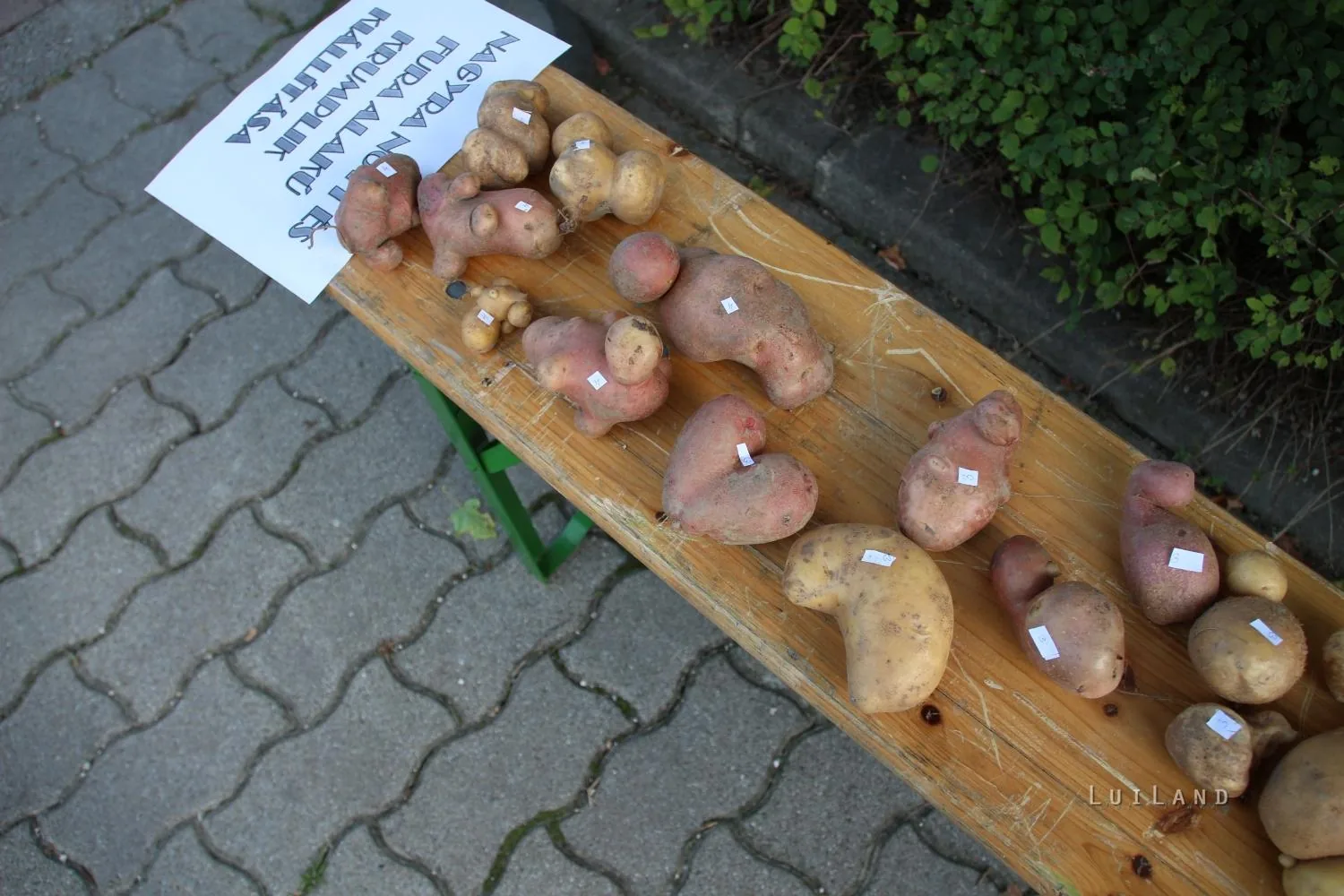 Pityóka Party, kora délután Fotó: BakonyiHirek 