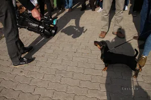 Pityóka Party, késő délután-este Fotó: BakonyiHirek