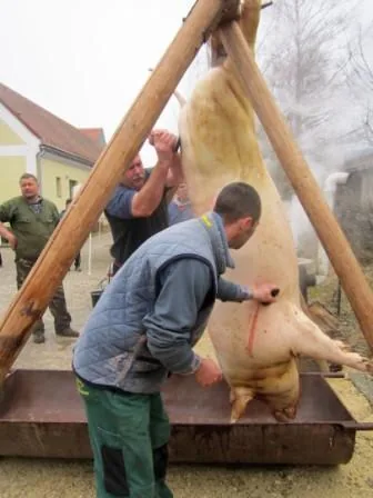 Fotók a disznóvágásról