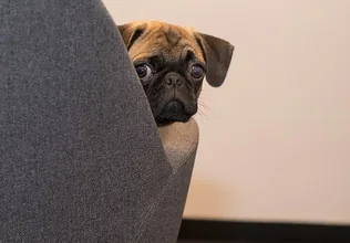 Ebösszeírás borítóképe