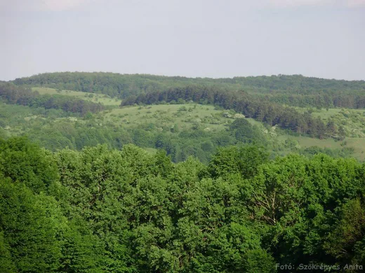 'Magas-Bakony Tájvédelmi Körzet' cikk borítóképe