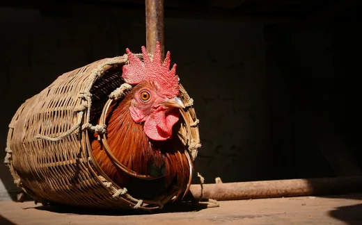 'TÁPPONT Táp-és takarmánybolt' cikk borítóképe