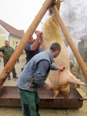 Fotók a disznóvágásról