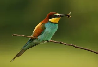 Tábor az Öregréten borítóképe