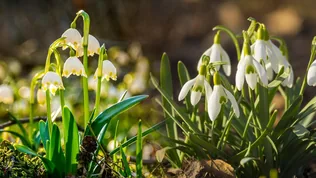 "Tavasz Hírnökei" Tőzike és hóvirág látogató túra borítóképe
