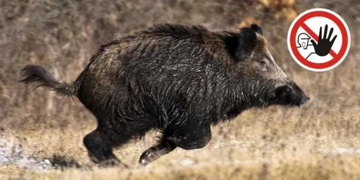 'Bakonyi erdőt látogatók figyelmébe!' cikk borítóképe
