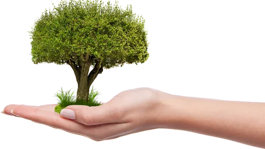 'Faültetés' cikk borítóképe